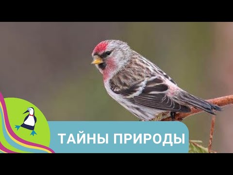Видео: 🏝 МНОГООБРАЗНАЯ ПРИРОДА НАШЕЙ ПЛАНЕТЫ 🏝 Тайны природы. 🐾Фильм в HD