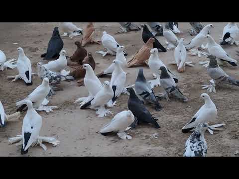 Видео: В гостях у Ихтияара.07.10.2024.г.Туркменабат.(Чарджоу).🕊🕊🕊