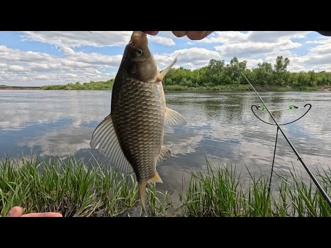 Видео: р.Дон. Карась ЕСТЬ, мошки НЕТ!