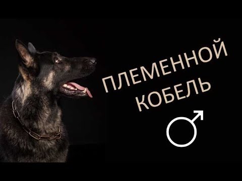 Видео: Племенной кобель - это ....