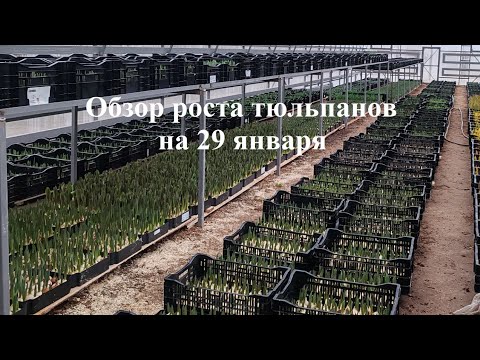 Видео: Состояние тюльпанов на 20 января.