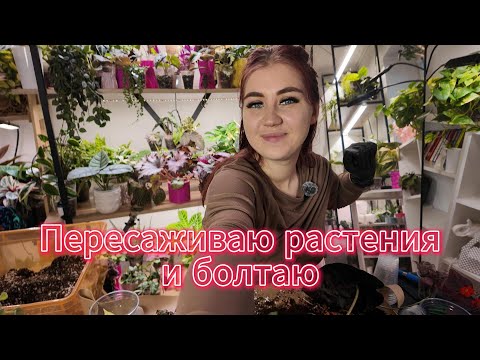 Видео: ПЕРЕСАДКА растений : делаю и рассказываю