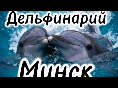 Видео: ДЕЛЬФИНАРИЙ 🐬 В МИНСКЕ.