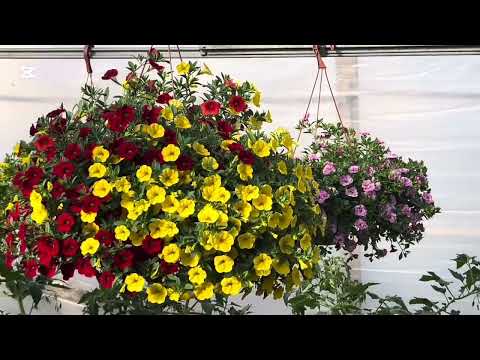 Видео: Цветов еще много, но торговля идет хорошо. Помидоры растут.