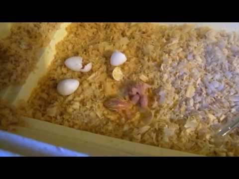 Видео: Как вырастить выкормыша попугая . Чем кормить птенца. Как кормить птенца.