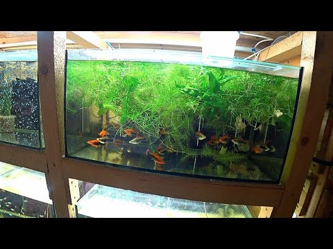 Видео: Работа на разводне. Родостомус и Меченосцы на нерест