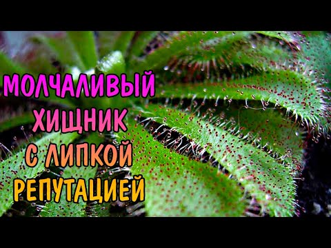 Видео: РОСЯНКА АЛИСИЯ. СЕКРЕТЫ СОДЕРЖАНИЯ / Drosera ALICIAE
