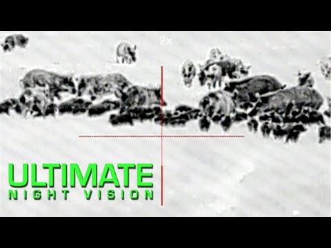 Видео: Oхота на диких кабанов с тепловой оптикой | 60 кабанов