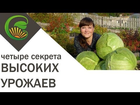 Видео: Простых четыре шага к высоким урожаям