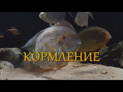 Видео: Кормление рыб