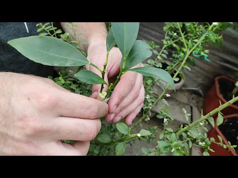 Видео: Microcitrus australasica /Finger Lime. Пересадка, обрізка, щеплення методом "в розщеп".