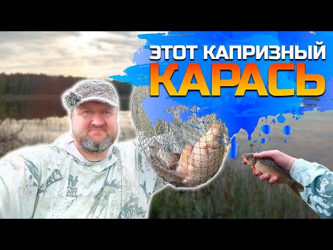 Видео: Этот капризный КАРАСЬ!