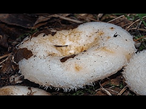 Видео: МНОГО БЕЛЫХ ГРУЗДЕЙ и лисичек ГИГАНТОВ в Лесу на Старой Кварталке! Царские Грибы Грузди 2020 !