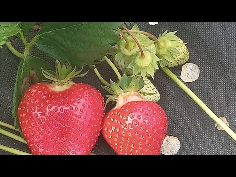 Видео: Сорта 🍓 полуниці 🍓 на росаду🌿