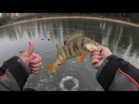 Видео: Ну вот и первые окуня на мормышку этого сезона.