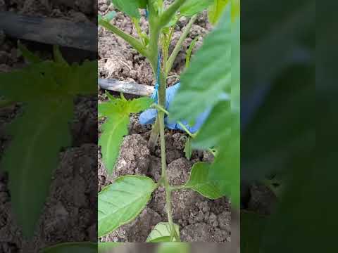 Видео: Пасинкуємо низькорослі помідори🍅