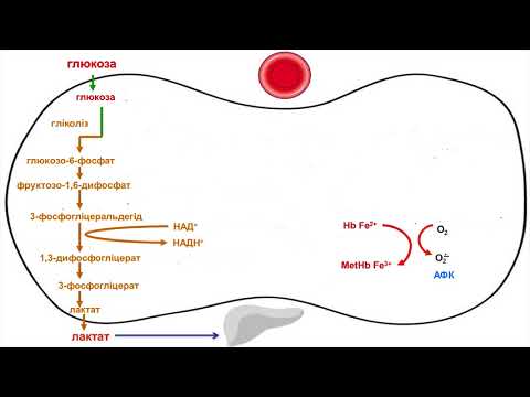 Видео: 11. Особливості метаболізму вуглеводів в еритроцитах