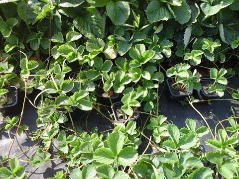 Видео: Личный опыт выращивания земляники садовой (клубники). Размножение усами в стаканчиках. Высадка.