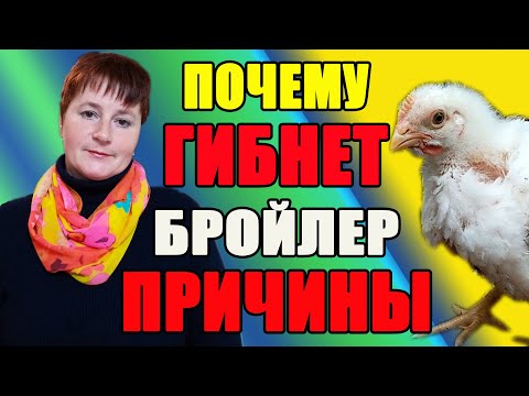 Видео: Почему гибнет бройлер. Причины и способы решения проблемы.