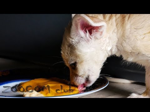 Видео: Фенечки и сурикаты мажут пол