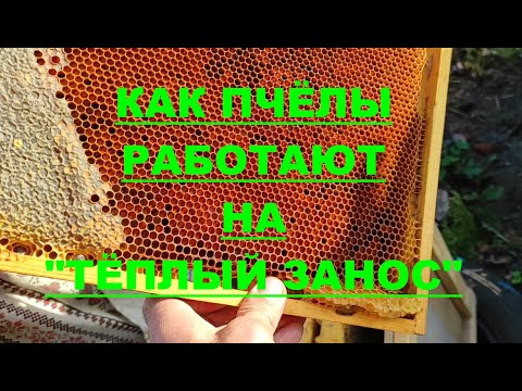 Видео: МЁД !!! ПЕРГА !!! ТЁПЛЫЙ ЗАНОС !!! ВСЕ ПРЕЛЕСТИ РАБОТЫ С УЗКО --  ВЫСОКОЙ РАМКОЙ !!!