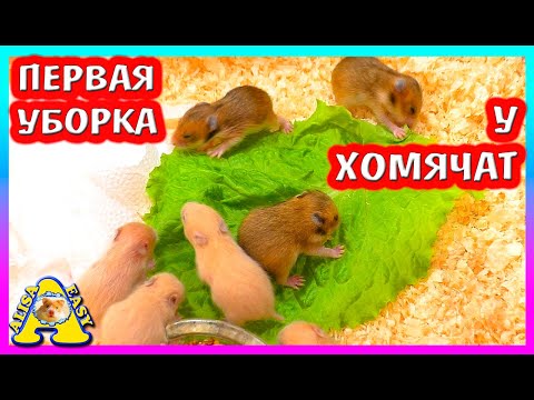 Видео: ПЕРВАЯ УБОРКА У ХОМЯЧАТ / FANTA оказалась ФАНТИКОМ... / УГАДАЙ НОВОГО ПИТОМЦА / Alisa Easy Pets