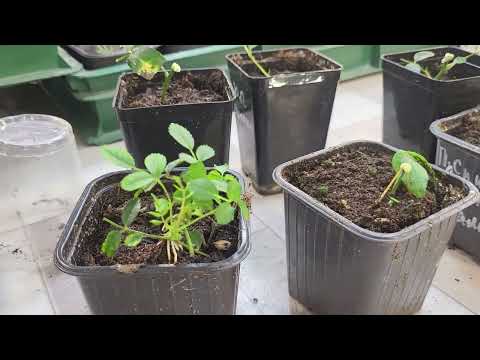 Видео: Пересадка и уход за климатисами. Зимовка растений и укрытие роз в саду и в питомнике.