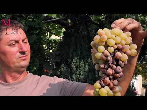 Видео: Серая гниль на винограде–лечение.Как защитить виноградник от серой гнили.Симптомы серой гнили
