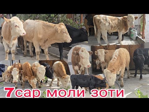 Видео: 7САР БУКАЧАХОИ ЗОТИ СМЕНТАЛ ГЕРМАНСКИЙ   АБЕРДИН АНГУС  АВЕЛЕКЛ #khujand #rekamindat #rek молбозори