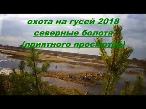 Видео: охота на гусей 2018!северные болота!