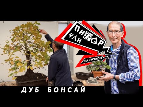 Видео: Создание Бонсай из Дуба