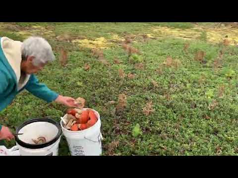Видео: 10 10 20 Канадские горы и гора грибов