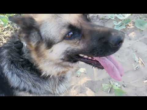 Видео: ПАСХАЛЬНОЕ ВОСКРЕСЕНИЕ