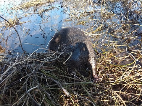 Видео: Бобр на приманку, Беларусь 2019. Крайние бобры сезона.