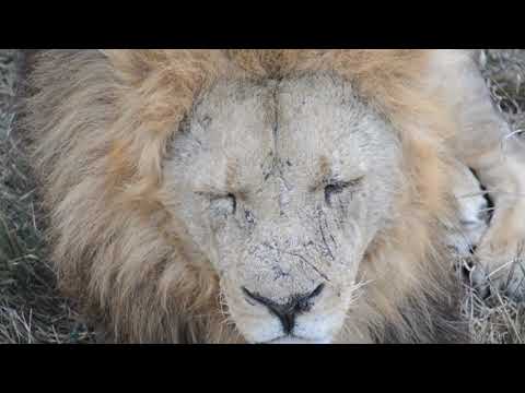Видео: Лев Малыш меняет дислокацию и прайд !