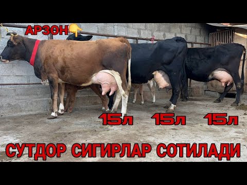 Видео: СУТЛАРИ КУП КИЗИЛОЛА ШВЕД КОРА СЕРСУТ СИГИРЛАР СОТИЛАДИ SOTILADIGON SIGORLAT NSTXI 31 октября 2025 г