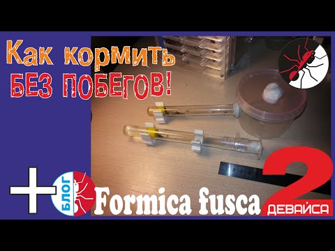 Видео: Муравьи. Простые устройства от побегов из инкубатора. Блог Formica fusca