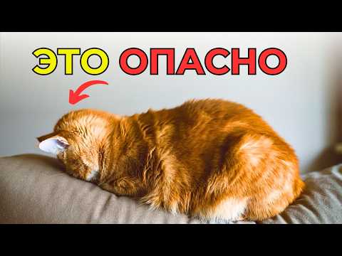 Видео: ОПАСНЫЕ симптомы БОЛЕЗНИ КОШКИ. Не игнорируйте!