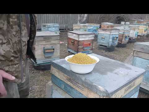 Видео: Збір пилку 11.03. Ч-2.