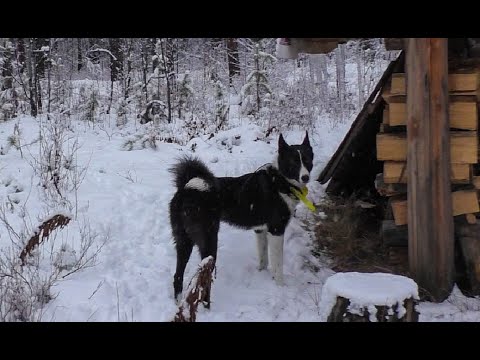 Видео: В ночь за собакой.  Взвожу путики.