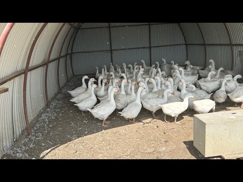 Видео: Ферма в Германии.Забой и ощип гусей.