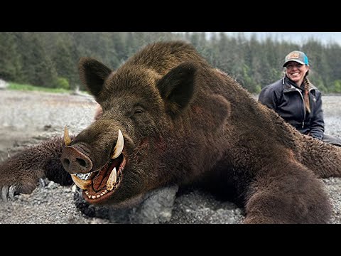 Видео: СРАЖАЙТЕСЬ С ГИГАНТСКИМИ КАБАНАМИ! Лучшая охота на кабана.