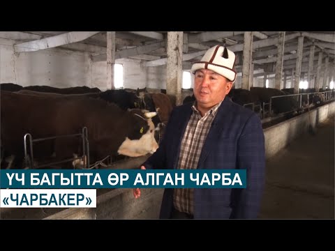 Видео: ҮЧ БАГЫТТА ӨР АЛГАН ЧАРБА//ЧАРБАКЕР