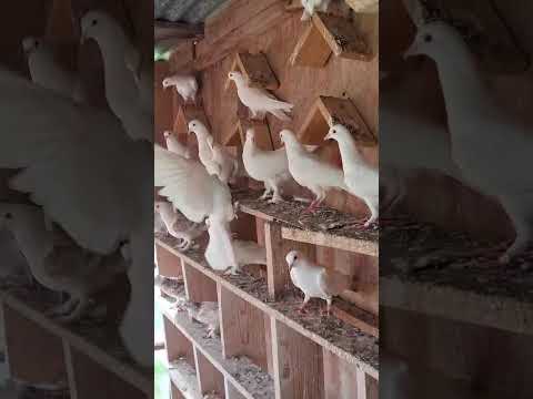 Видео: Был на смотринах в Шаховской, летают, - загляденье !!!