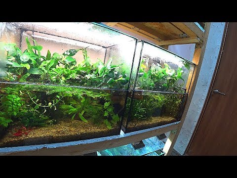 Видео: Оформил все палюдариумы полностью и до конца