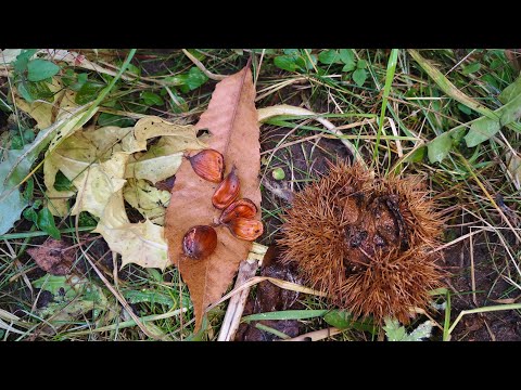 Видео: Почему я сажаю съедобные каштаны