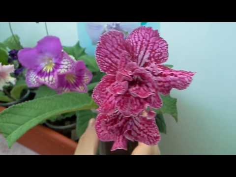 Видео: Ранее цветение ! ОБЗОР ЦВЕТУЩИЕ СТРЕПТОКАРПУСЫ!