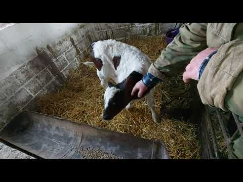 Видео: СТАРТУЕМ С ТЕЛЁНКОМ НА КОРМАХ ПУРИНА