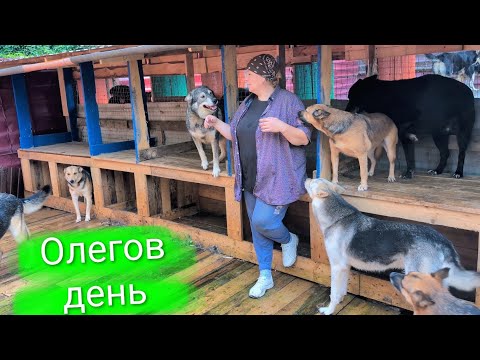 Видео: Олегов день 