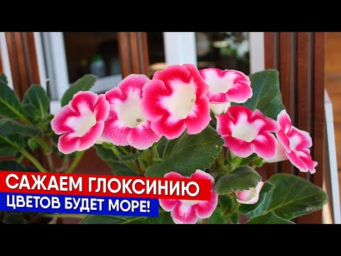 Видео: Сажаем глоксинию - цветов будет море!